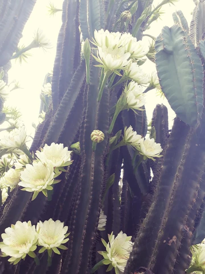 Trầm trồ cây xương rồng 30 năm tuổi trổ kín hoa ảnh 5