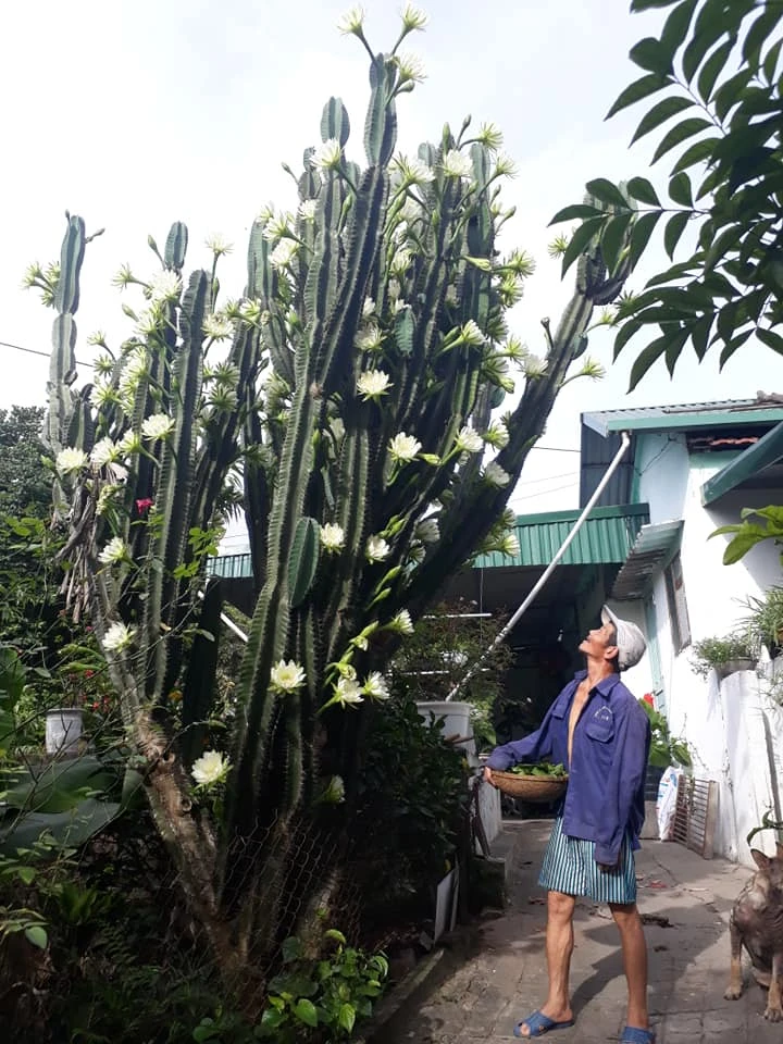 Trầm trồ cây xương rồng 30 năm tuổi trổ kín hoa ảnh 7