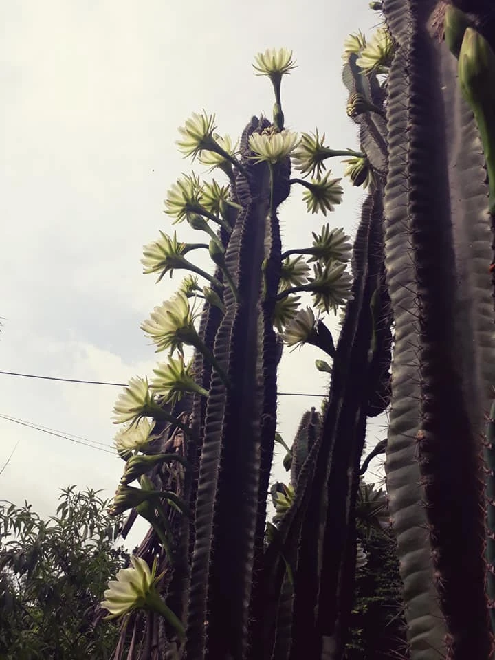 Trầm trồ cây xương rồng 30 năm tuổi trổ kín hoa ảnh 6