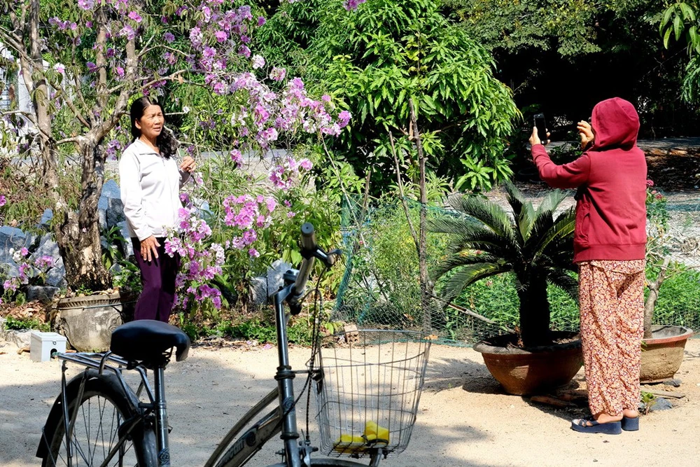 Cây hoa bằng lăng rừng 'giá bao nhiêu cũng không bán' ảnh 3 Cây hoa bằng lăng rừng 'giá bao nhiêu cũng không bán' ảnh 3