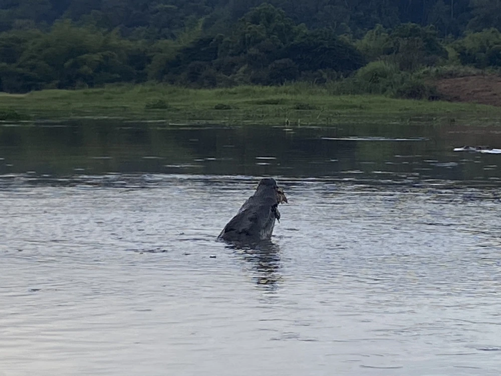 Bí ẩn cung đường đến vương quốc cá sấu giữa rừng Cát Tiên ảnh 20