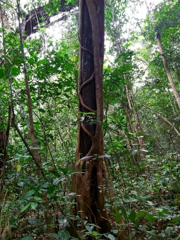 Bí ẩn cung đường đến vương quốc cá sấu giữa rừng Cát Tiên ảnh 9