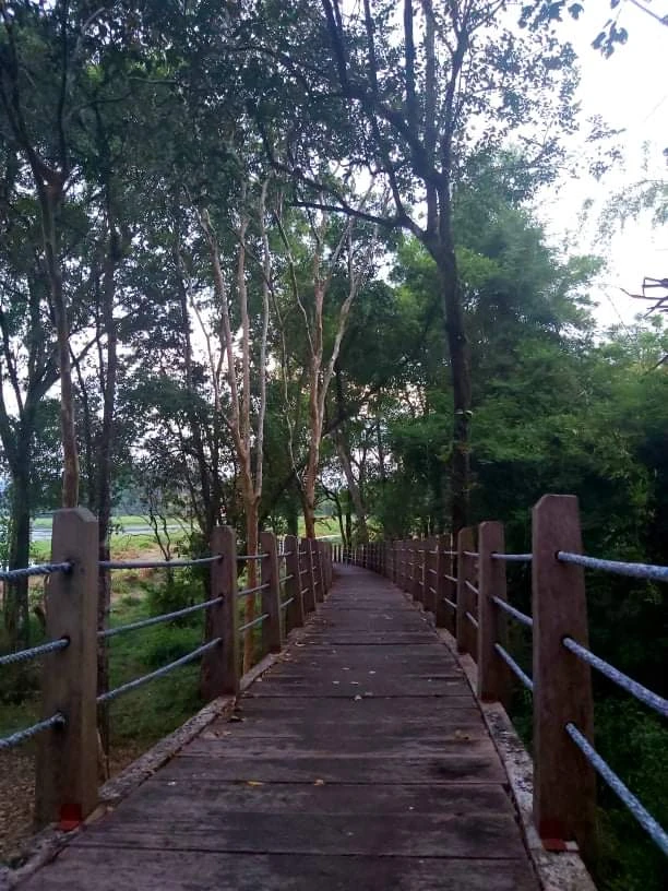 Bí ẩn cung đường đến vương quốc cá sấu giữa rừng Cát Tiên ảnh 17