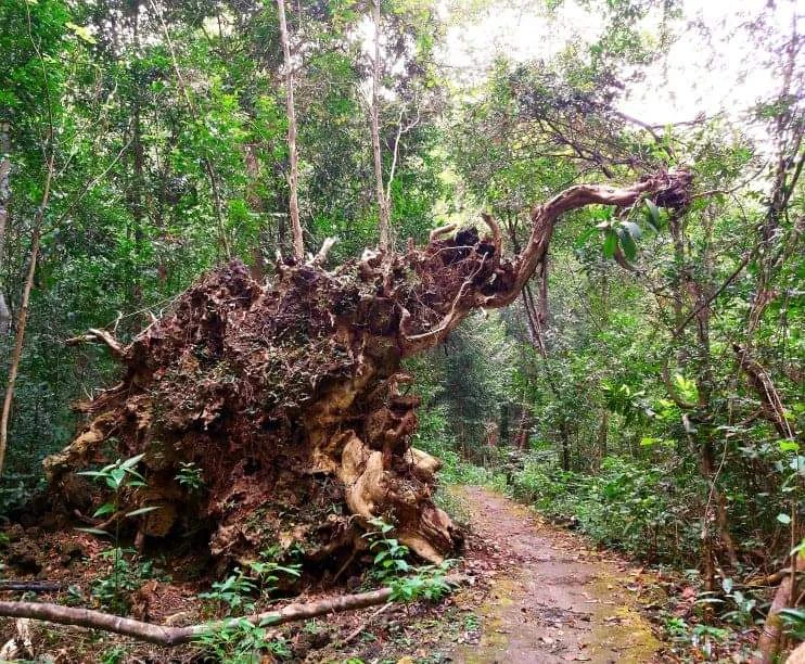 Bí ẩn cung đường đến vương quốc cá sấu giữa rừng Cát Tiên ảnh 14