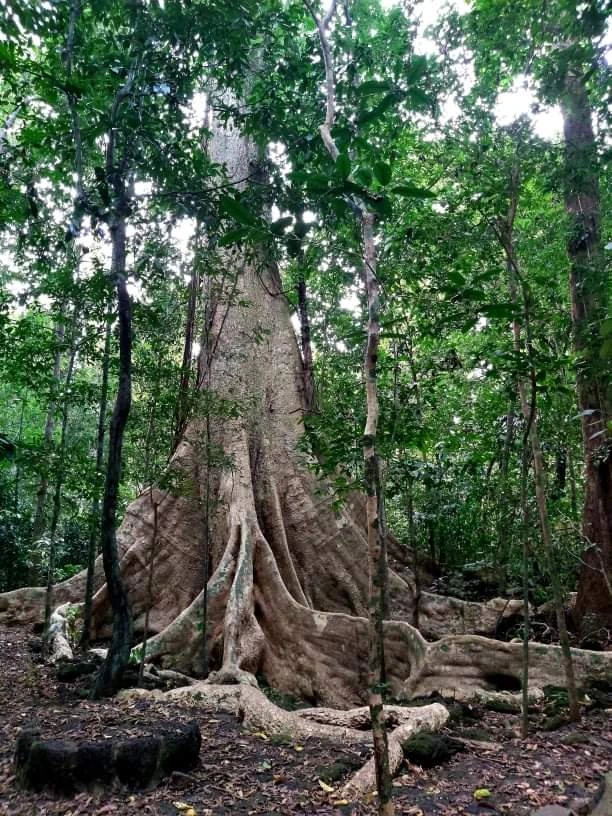 Bí ẩn cung đường đến vương quốc cá sấu giữa rừng Cát Tiên ảnh 10