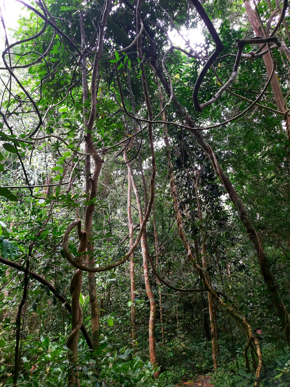 Bí ẩn cung đường đến vương quốc cá sấu giữa rừng Cát Tiên ảnh 6