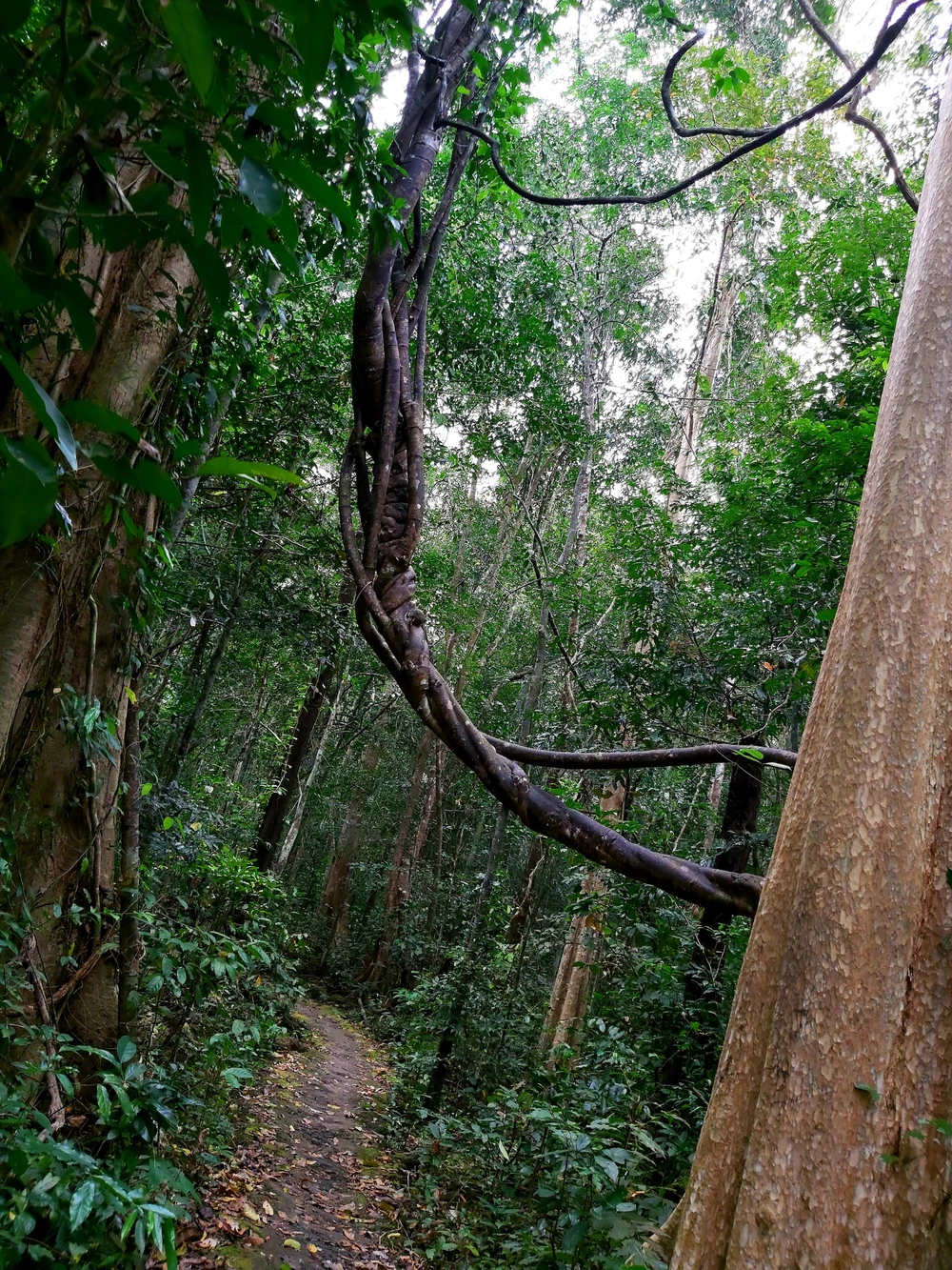 Bí ẩn cung đường đến vương quốc cá sấu giữa rừng Cát Tiên ảnh 8