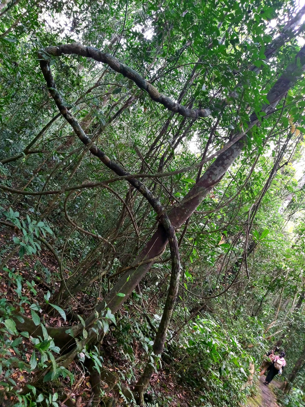 Bí ẩn cung đường đến vương quốc cá sấu giữa rừng Cát Tiên ảnh 3