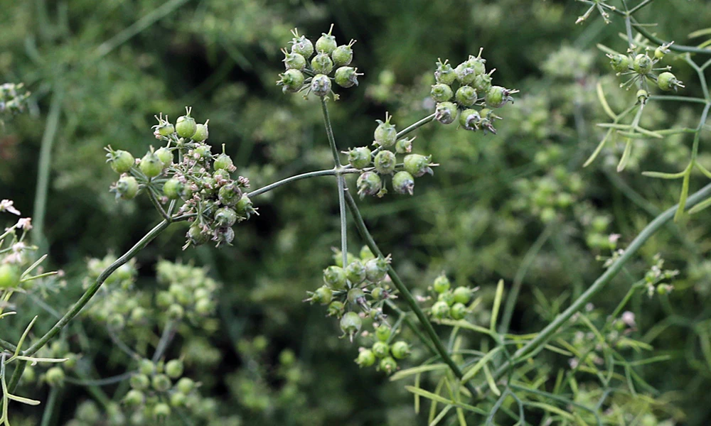 Nhớ nồi nước tắm chiều cuối năm ảnh 2