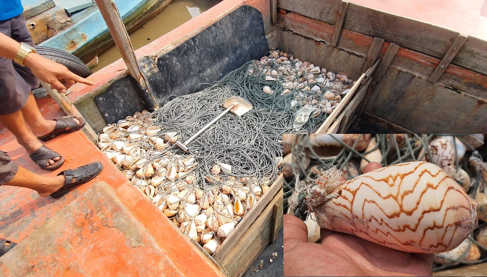Số vỏ ốc bẫy mực của ngư dân Lê Văn Lặc sau một đêm chỉ còn lại 1/4, trong khi giá mỗi vỏ ốc hiện có giá 30.000 - 40.000 đồng. Ảnh: T.VŨ