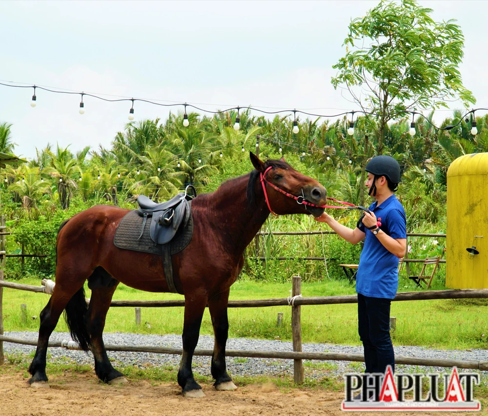 Anh làm quen với ngựa khoảng 5 đến 10 phút trước khi lên lưng ngựa.
