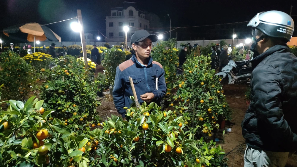 Nhiều chậu quất vẫn còn chưa bán được đêm 30 Tết. ẢNH: LÊ KIẾN