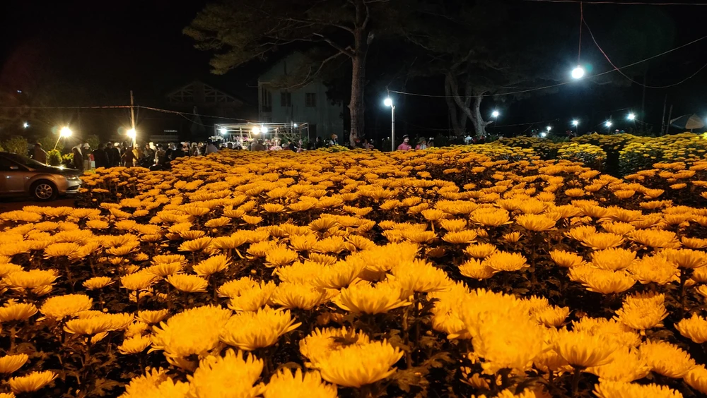 Xót xa những chậu cúc không bán được ở chợ hoa chất hàng dài. ẢNH: LÊ KIẾN