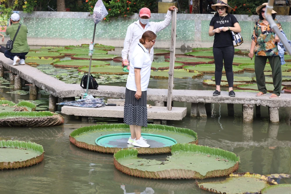 Du khách đứng tạo dánh, chụp ảnh kỷ niệm trên lá sen khổng lồ. Ảnh: QUỐC HƯƠNG.