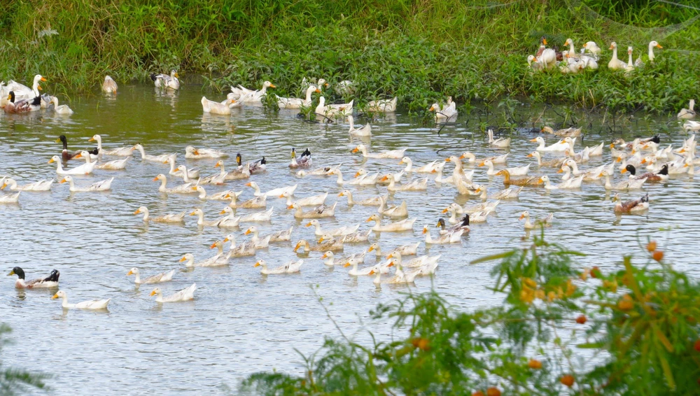 ve qu ngam hoa 0 dong.jpg