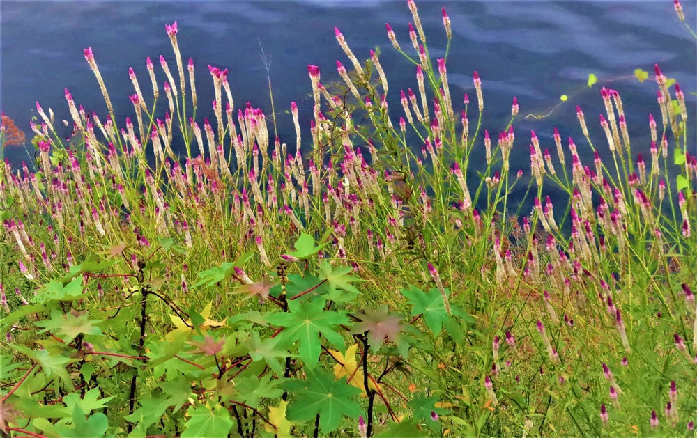 ve qu ngam hoa 0 dong 8.jpg