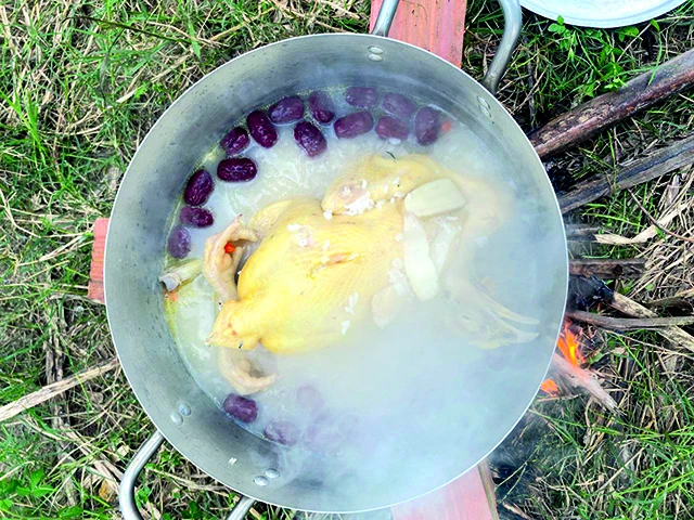 trồng sâm tiến vua