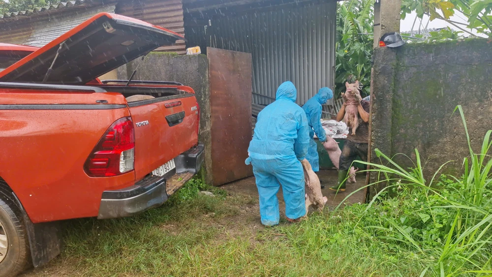 dịch tả heo Châu Phi