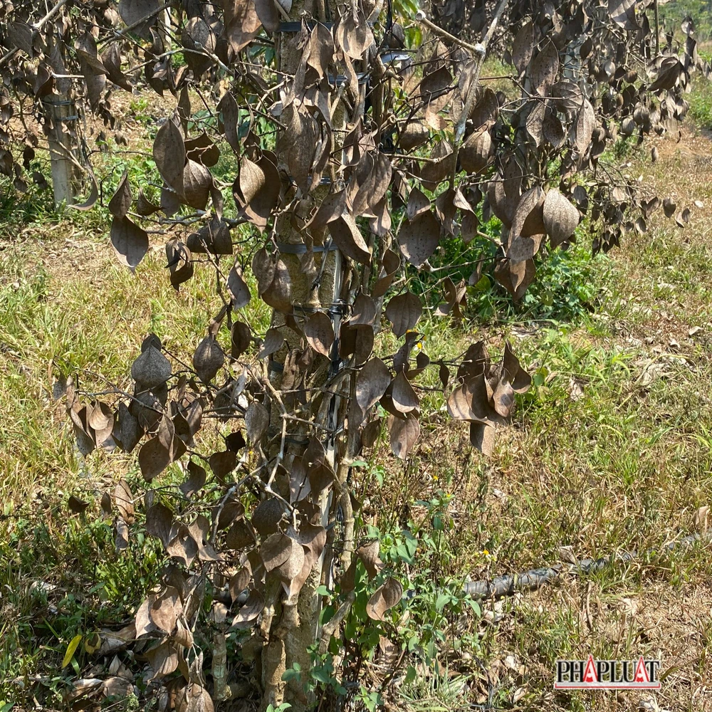 khô hạn ở tỉnh Lâm Đồng