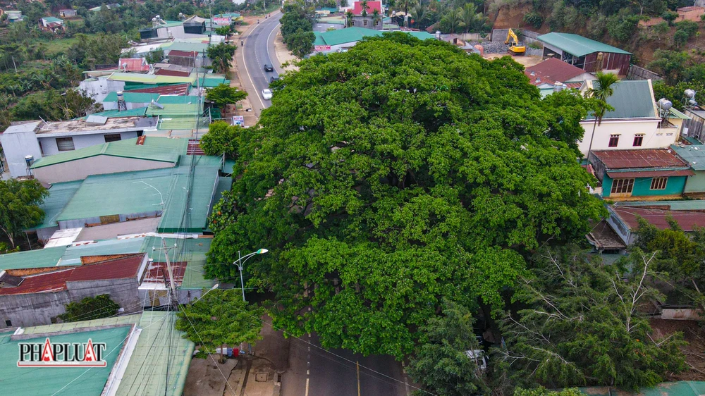 Ước tính, tán của hai cây điệp này rộng hàng trăm mét vuông.