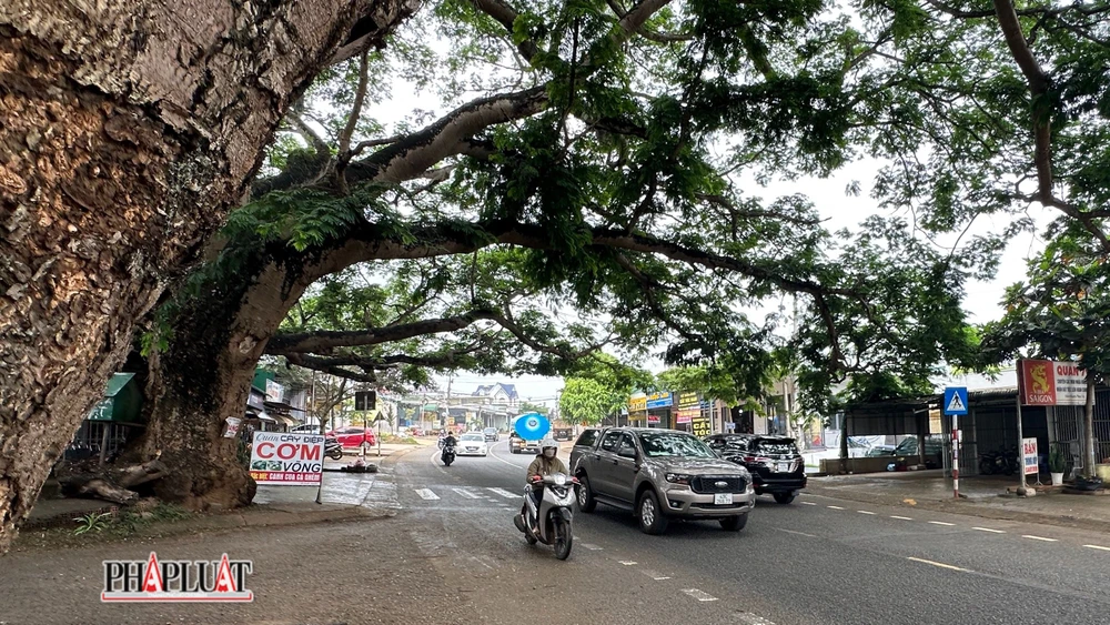 Hầu hết du khách tham quan TP Đà lạt đều biết đến 2 cây điệp này.