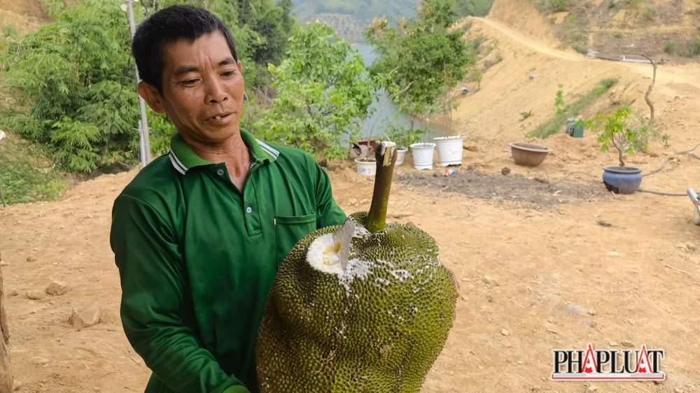 Nông dân trồng mít cũng chủ động cắt 1 miếng ở đầu trái mít để kiểm tra. Ảnh: VT