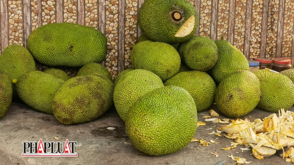 Mít Thái ở Lâm Đồng hiện đang có giá tại vườn là 23 ngàn đồng/1 kg. Ảnh: VT