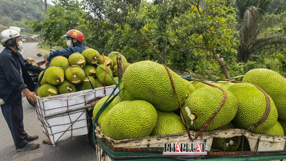 Hầu hết mít thu mua về đều cắt đầu để kiểm tra. Ảnh: VT