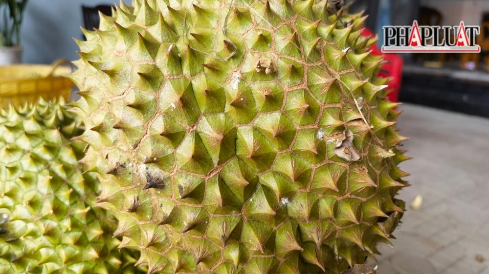 Những trái sầu riêng bị sâu ăn thì không thể nào nhúng thuốc được. Vì khi nhúng vào sẽ lập tức làm hư múi. Dù rằng, vết sâu ăn rất nhỏ. Ảnh: VÕ TÙNG