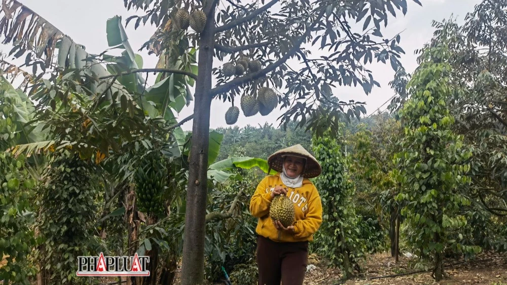 Nông dân xã Lộc Thành, huyện Bảo Lâm, tỉnh Lâm Đồng nói không với thuốc nhúng sầu riêng để giữ thương hiệu "Trà Lộc Châu - Sầu riêng Lộc Thành". Ảnh: VÕ TÙNG