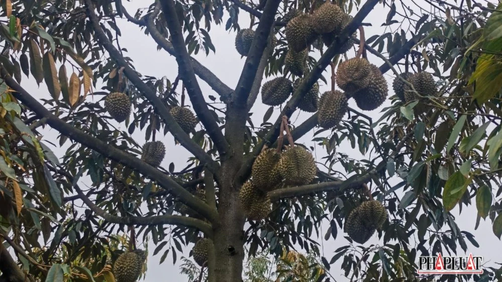 Cuối tháng 4, sầu riêng vào mùa. Ảnh: VÕ TÙNG