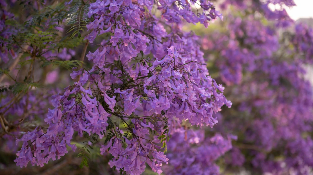 Chùm phượng tím gây thương nhớ cho bất kỳ ai từng đến Đà Lạt những ngày cuối xuân.