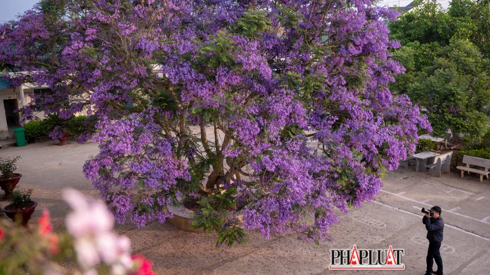 Những nhiếp ảnh gia gắn bó với thành phố Đà Lạt không thể bỏ qua những tấm ảnh đẹp của cây phượng tím này.