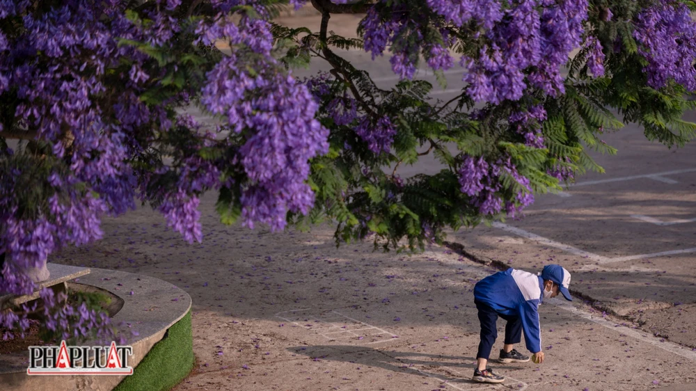 Học sinh trường tiểu học Trạm Hành vui chơi dưới tán cây phượng già