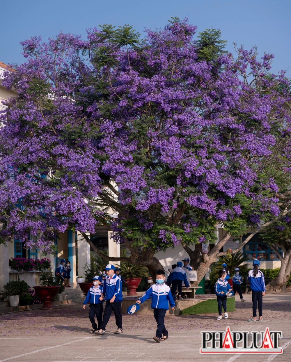 Đến Đà Lạt tháng 4, đừng quên check-in cùng với cây phượng tím này.