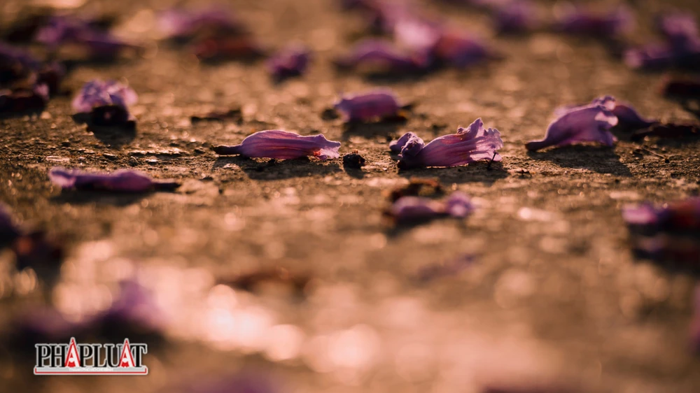 Tháng 4, phượng tím chuẩn bị phải nhường không gian khoe sắc lại cho phượng vỹ đón hè.