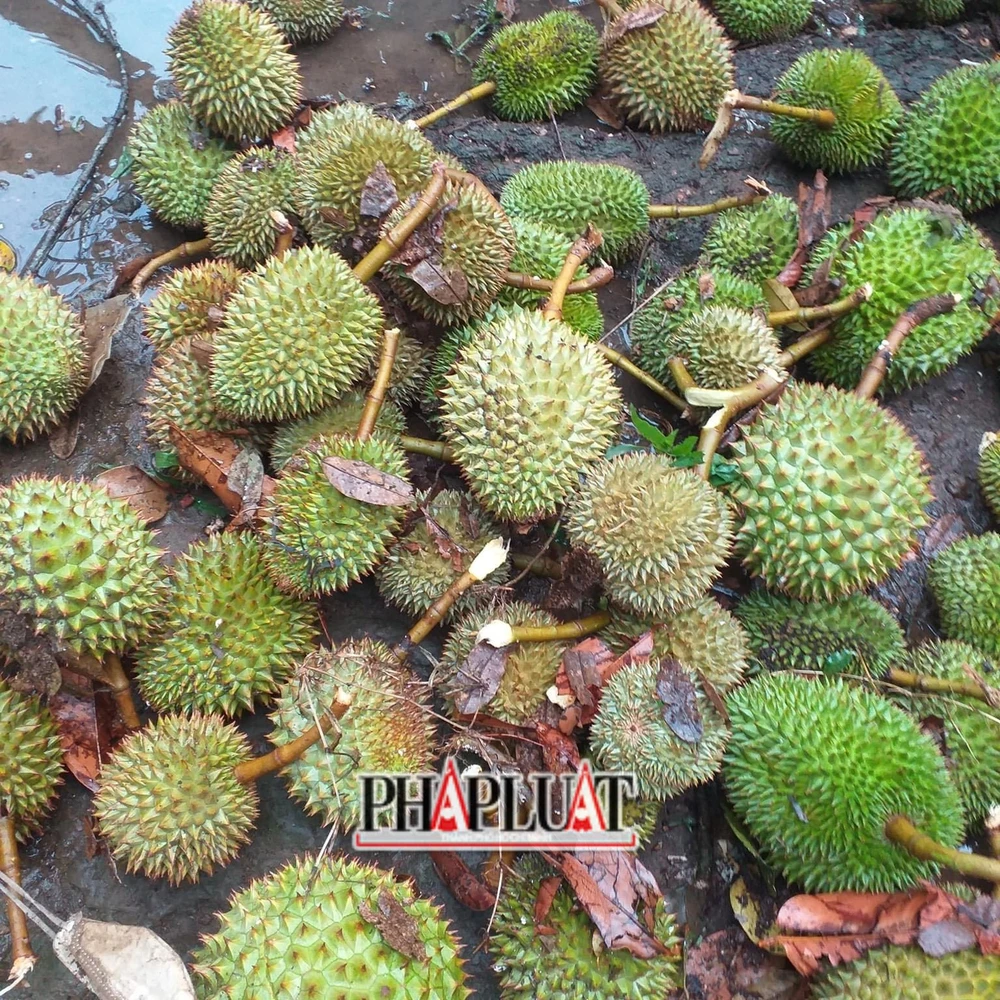 Sầu riêng non rụng la liệt sau cơn lốc xoáy. Ảnh: VT