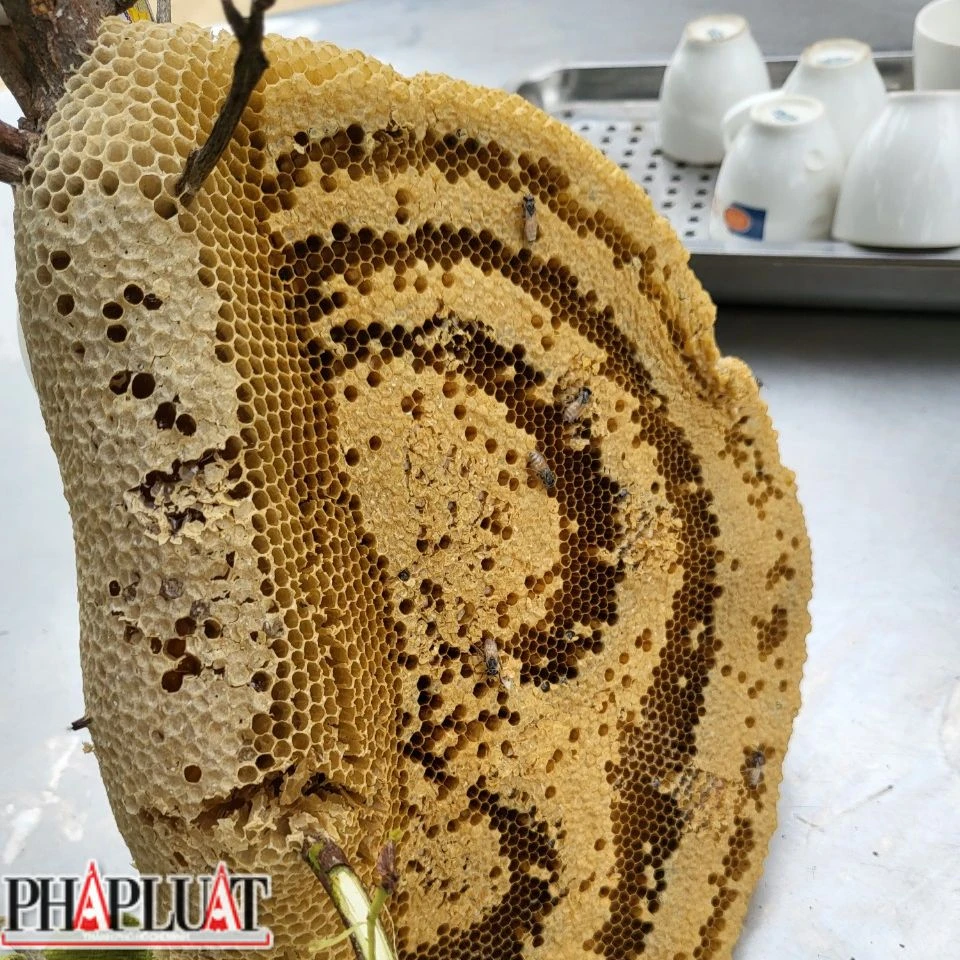 Ong Dú có thể làm mật ở bất kỳ đâu. Ảnh: VÕ TÙNG