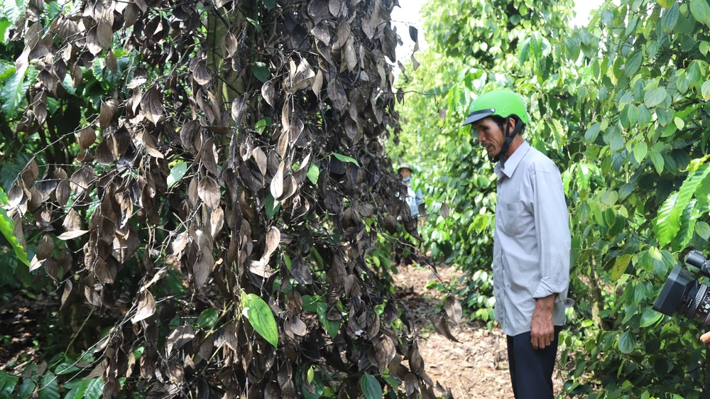 Ông Đào xót xa nhìn vườn tiêu bị chết khô. Ảnh: VT