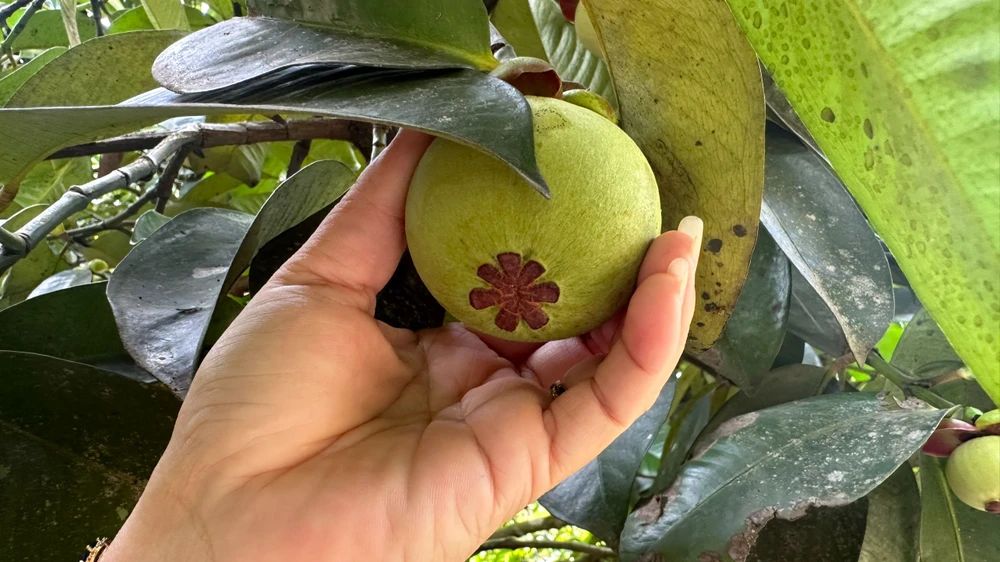 Măng cụt xanh hiện có giá dao động từ 60 đến 80 ngàn đồng/1kg. Ảnh: VT