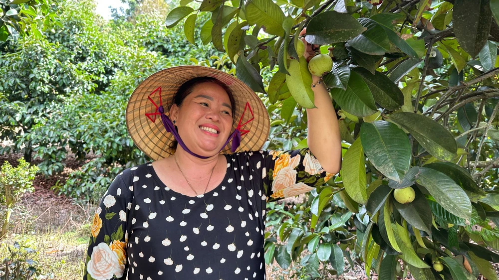 Măng cụt đang giúp nhiều nông dân khá giả. Ảnh: VT