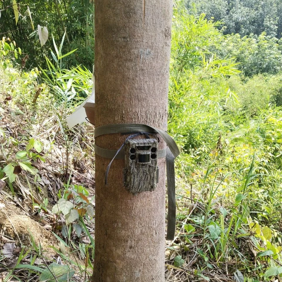 Bẫy ảnh để xác minh loài thú rừng nghi là hổ xuất hiện ở Bảo Lâm. Ảnh: KL