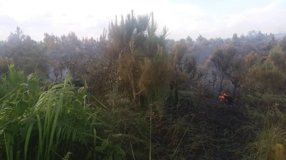 Dự án trồng rừng do Hạt Kiểm lâm TP Bảo Lộc làm chủ đầu tư. Ảnh: KP