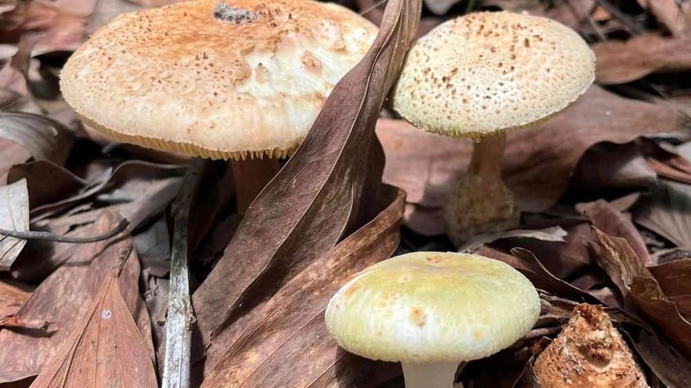 Ăn nhầm nấm độc xanh đen khiến ba người trong gia đình ngộ độc. Ảnh: VT