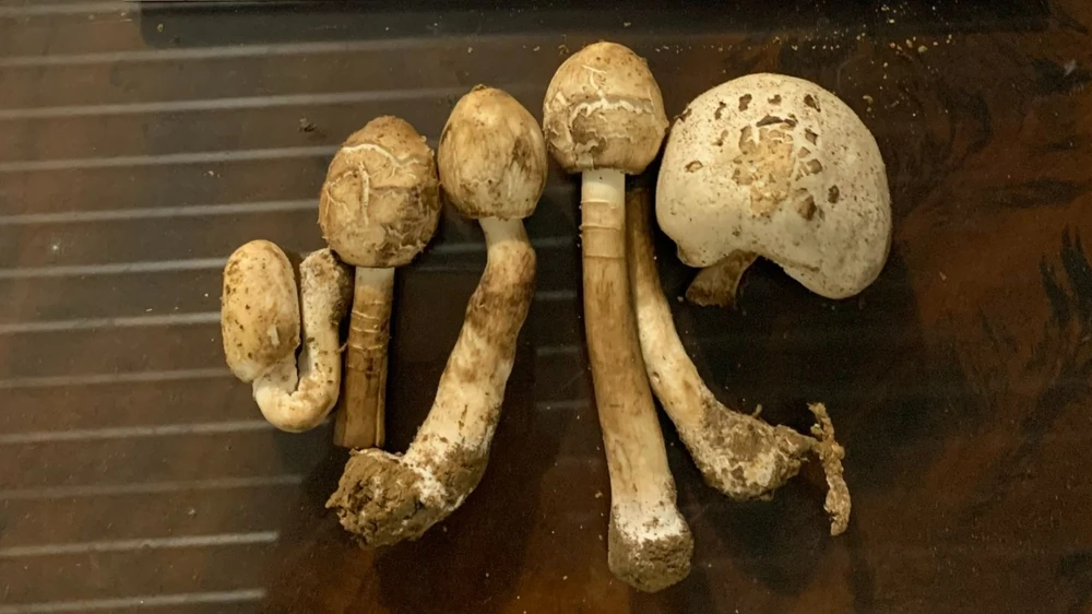 Loại nấm khiến gia đình ông Linh bị ngộ độc. Ảnh: TG