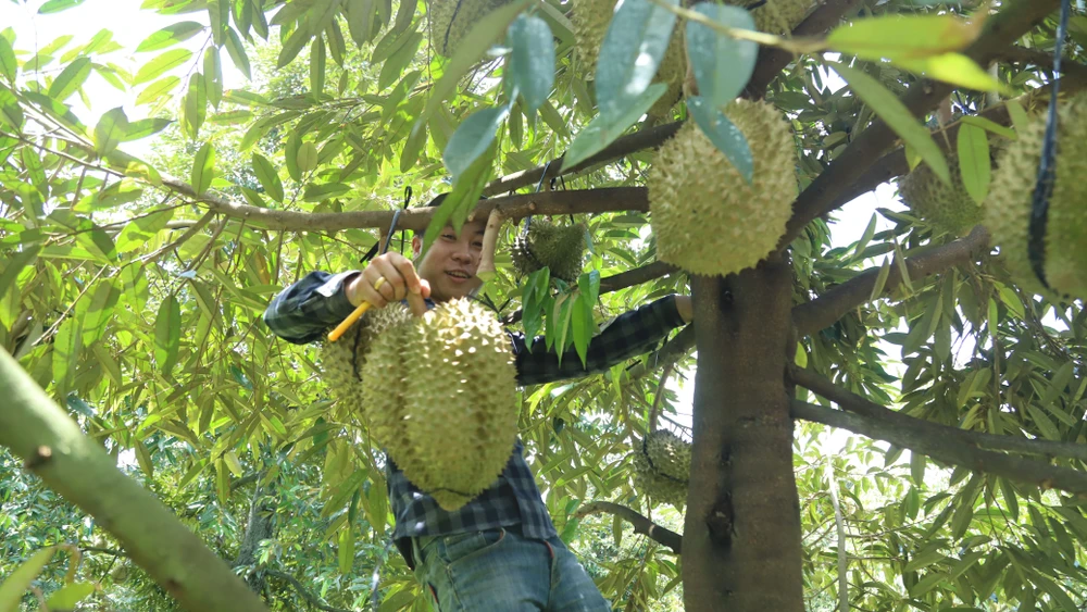Người dân từ nhiều nơi đổ về Lâm Đồng hái sầu riêng thuê. Hiện có khoảng 800 lao động từ các tỉnh Miền Tây và khu vực Tây Nguyên đến thu hoạch sầu riêng thuê. Mức thu nhập từ 800 đến 1,5 triệu đồng/ngày.