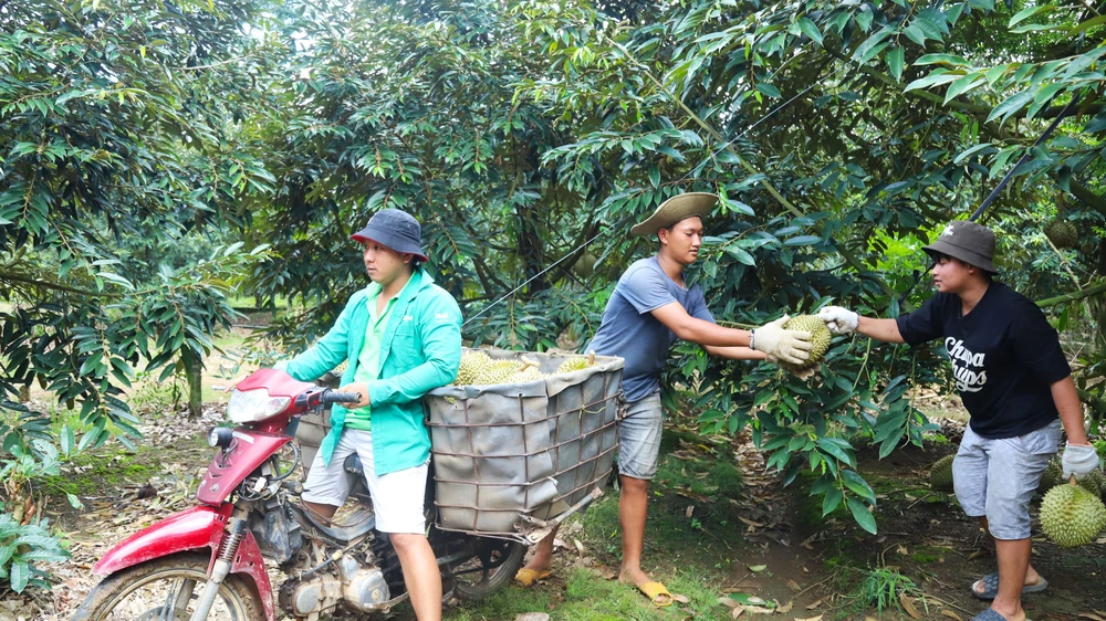 Anh Nguyễn Đăng Cường thu nhập 800 ngàn đồng/ngày từ việc chở sầu riêng thuê