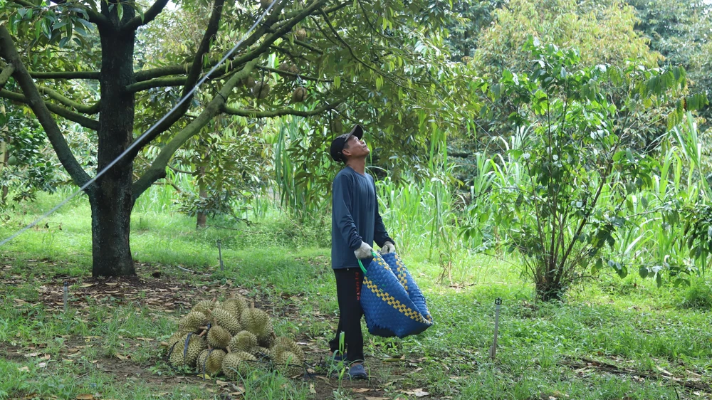 Nông dân thu hoạch sầu riêng.