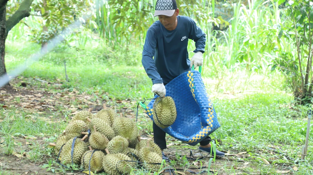 Sầu riêng Lâm Đồng đang được cả mùa lẫn trúng giá.