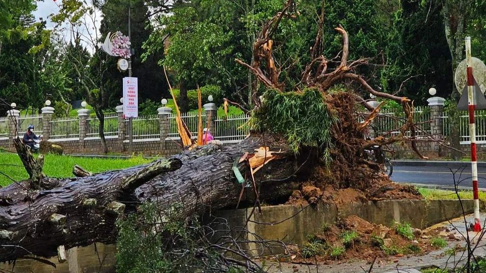 Nhiều cây xanh bật gốc.